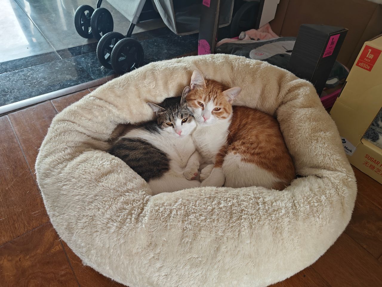 Just_Cat.jpg